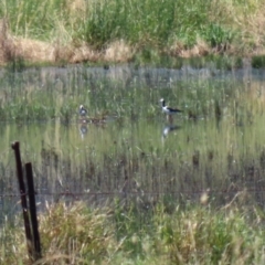 Himantopus leucocephalus at Pialligo, ACT - 21 Dec 2021