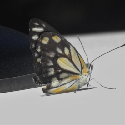 Belenois java (Caper White) at Cotter River, ACT - 21 Dec 2021 by JohnBundock