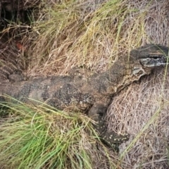 Varanus rosenbergi (Heath or Rosenberg's Monitor) at Michelago, NSW - 13 Mar 2013 by mainsprite