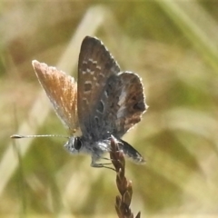 Neolucia agricola (Fringed Heath-blue) at Brindabella, NSW - 21 Dec 2021 by JohnBundock