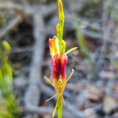 Cryptostylis hunteriana (Leafless Tongue Orchid) at Vincentia, NSW - 20 Dec 2021 by RobG1