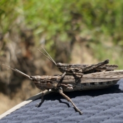 Coryphistes ruricola (Bark-mimicking Grasshopper) at Booth, ACT - 21 Dec 2021 by DonFletcher