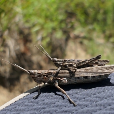 Coryphistes ruricola (Bark-mimicking Grasshopper) at Booth, ACT - 21 Dec 2021 by DonFletcher