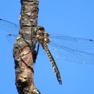 Hemicordulia australiae at Flynn, ACT - 20 Dec 2021