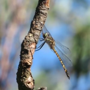 Hemicordulia australiae at Flynn, ACT - 20 Dec 2021