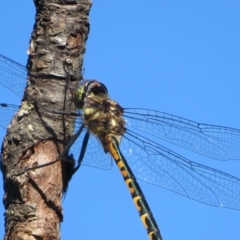 Hemicordulia australiae at Flynn, ACT - 20 Dec 2021