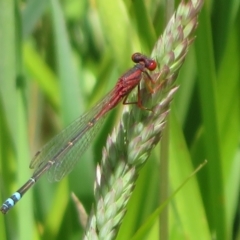 Xanthagrion erythroneurum (Red & Blue Damsel) at Dunlop, ACT - 20 Dec 2021 by Christine