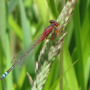 Xanthagrion erythroneurum at Dunlop, ACT - 20 Dec 2021 11:36 AM