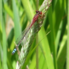 Xanthagrion erythroneurum at Dunlop, ACT - 20 Dec 2021 11:36 AM