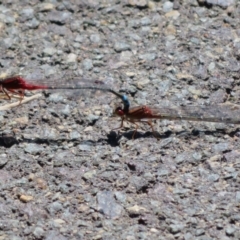 Xanthagrion erythroneurum at Dunlop, ACT - 20 Dec 2021 11:36 AM