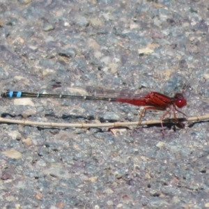 Xanthagrion erythroneurum at Dunlop, ACT - 20 Dec 2021 11:36 AM