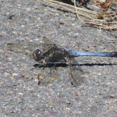 Orthetrum caledonicum (Blue Skimmer) at Dunlop, ACT - 20 Dec 2021 by Christine