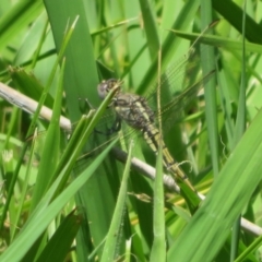 Orthetrum caledonicum at Dunlop, ACT - 20 Dec 2021 11:06 AM