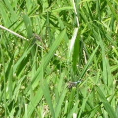 Orthetrum caledonicum at Dunlop, ACT - 20 Dec 2021 11:06 AM