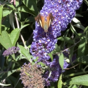 Vanessa itea at Murrumbateman, NSW - 21 Dec 2021