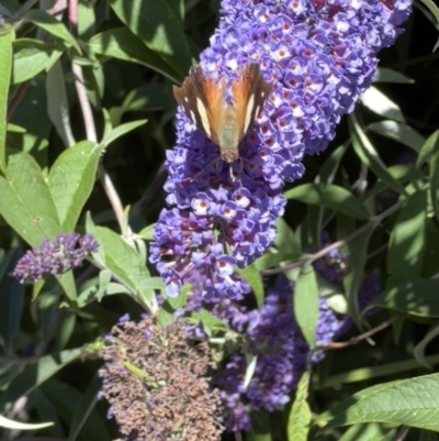 Vanessa itea (Yellow Admiral) at Murrumbateman, NSW - 21 Dec 2021 by SimoneC