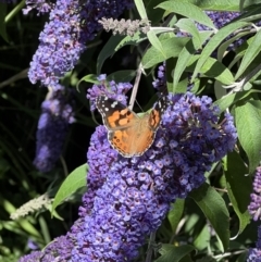 Vanessa kershawi (Australian Painted Lady) at Murrumbateman, NSW - 21 Dec 2021 by SimoneC