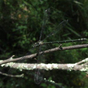 Austroargiolestes icteromelas at Kowen, ACT - 21 Dec 2021