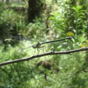 Austroargiolestes icteromelas at Kowen, ACT - 21 Dec 2021 12:16 PM