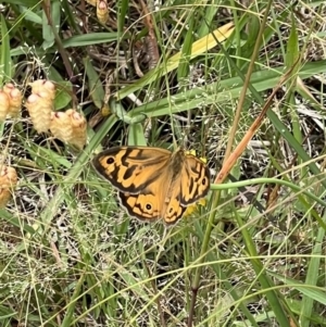 Heteronympha merope at Murrumbateman, NSW - 8 Dec 2021