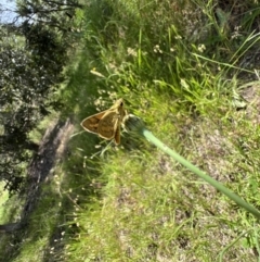 Ocybadistes walkeri (Green Grass-dart) at Murrumbateman, NSW - 15 Dec 2021 by SimoneC