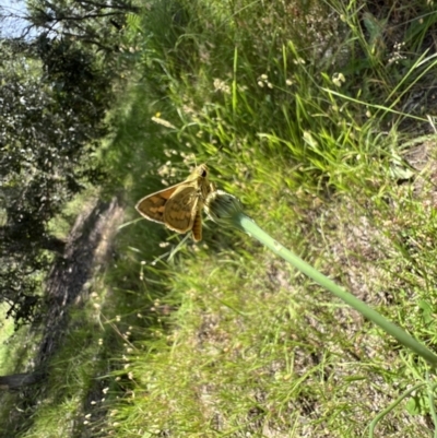 Ocybadistes walkeri (Green Grass-dart) at Murrumbateman, NSW - 15 Dec 2021 by SimoneC