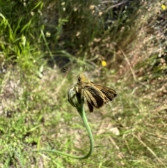Ocybadistes walkeri at Murrumbateman, NSW - 15 Dec 2021 02:39 PM