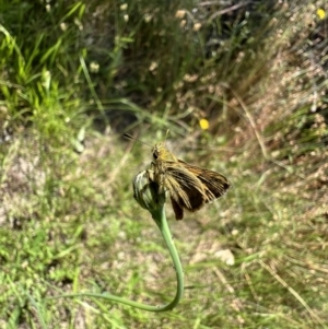 Ocybadistes walkeri at Murrumbateman, NSW - 15 Dec 2021