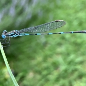 Austrolestes leda at Belconnen, ACT - 21 Dec 2021