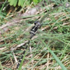 Eusynthemis guttata (Southern Tigertail) at Bimberi Nature Reserve - 16 Dec 2021 by Harrisi