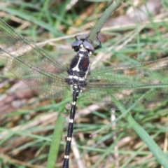 Eusynthemis guttata at Bimberi, NSW - 16 Dec 2021