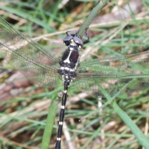 Eusynthemis guttata at Bimberi, NSW - 16 Dec 2021