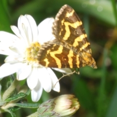 Chrysolarentia chrysocyma (Small Radiating Carpet) at Bimberi, NSW - 16 Dec 2021 by Harrisi