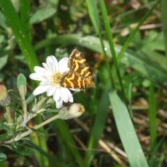 Chrysolarentia chrysocyma at Bimberi, NSW - 16 Dec 2021