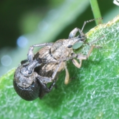 Perperus sp. (Unidentified Perperus weevil) at Cotter River, ACT - 16 Dec 2021 by Harrisi