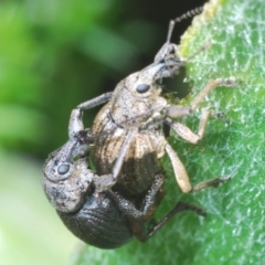 Perperus sp. at Cotter River, ACT - 16 Dec 2021