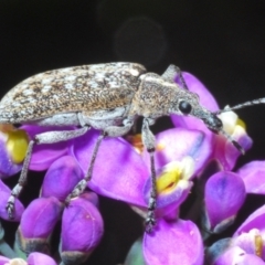 Rhinaria sp. (genus) (Unidentified Rhinaria weevil) at Tinderry, NSW - 17 Dec 2021 by Harrisi