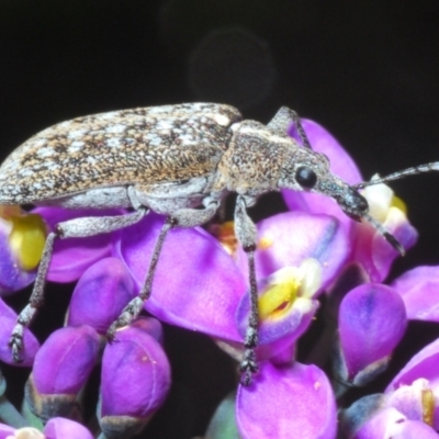 Pachyura australis (Belid weevil) at Tinderry, NSW - 18 Dec 2021 by Harrisi