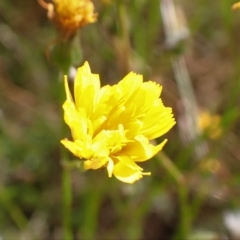 Crepis capillaris (Smooth Hawksbeard) at Cook, ACT - 20 Dec 2021 by drakes