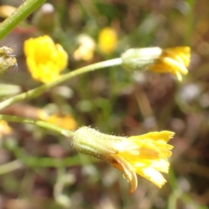 Crepis capillaris at Cook, ACT - 20 Dec 2021