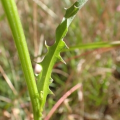 Crepis capillaris at Cook, ACT - 20 Dec 2021 08:18 AM