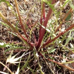 Crepis capillaris at Cook, ACT - 20 Dec 2021 08:18 AM