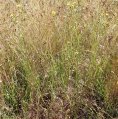 Crepis capillaris at Cook, ACT - 20 Dec 2021