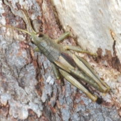 Percassa rugifrons (Mountain Grasshopper) at Cotter River, ACT - 16 Dec 2021 by Harrisi