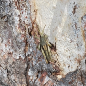 Percassa rugifrons at Cotter River, ACT - 16 Dec 2021