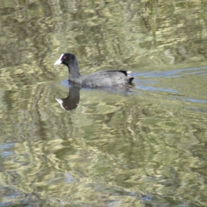 Fulica atra at Goulburn, NSW - 21 Dec 2021 03:02 PM