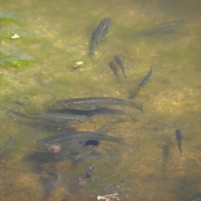 Gambusia holbrooki (Gambusia, Plague minnow, Mosquito fish) at Goulburn, NSW - 21 Dec 2021 by MatthewFrawley