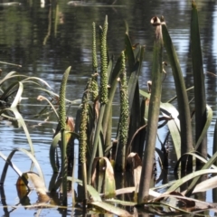 Cycnogeton procerum (Nareli, Swamp Arrowgrass) at Goulburn Wetlands - 21 Dec 2021 by MatthewFrawley