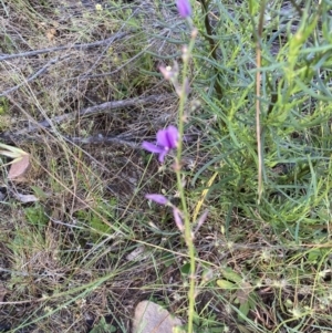 Arthropodium fimbriatum at Molonglo Valley, ACT - 22 Dec 2021