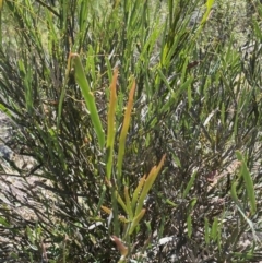 Bossiaea grayi at Paddys River, ACT - 21 Dec 2021